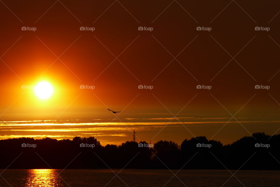 Sunset by the river with flying seagull  