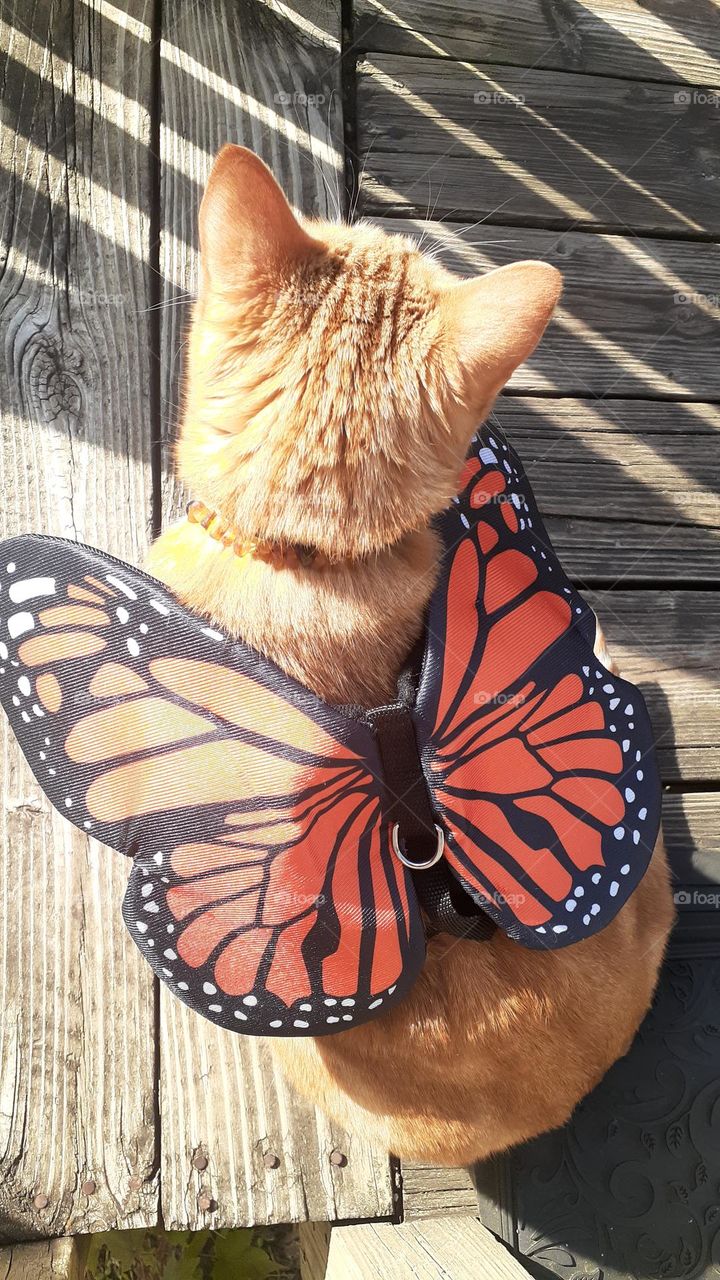 Catterfly