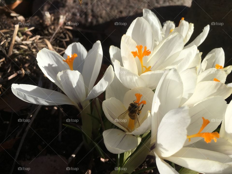 Lovely spring flower