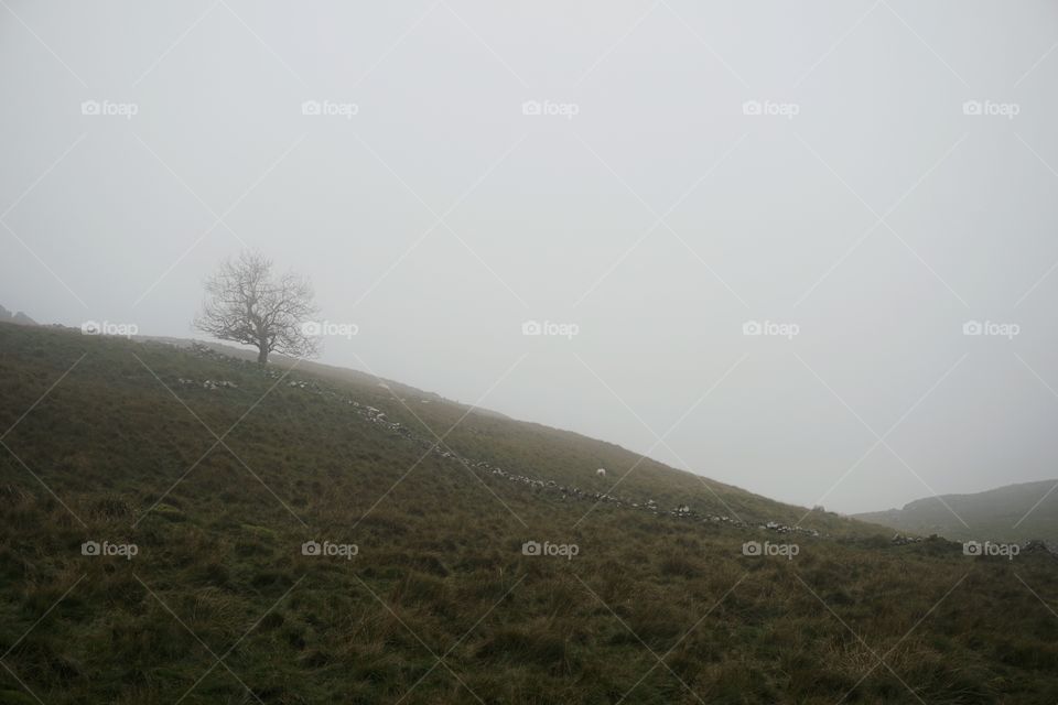 Yorkshire Mist 