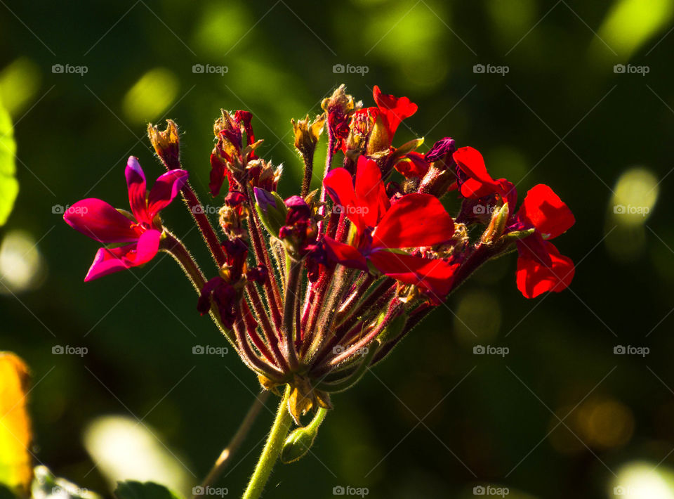 Red Beautiful Flower in my garden with background blur