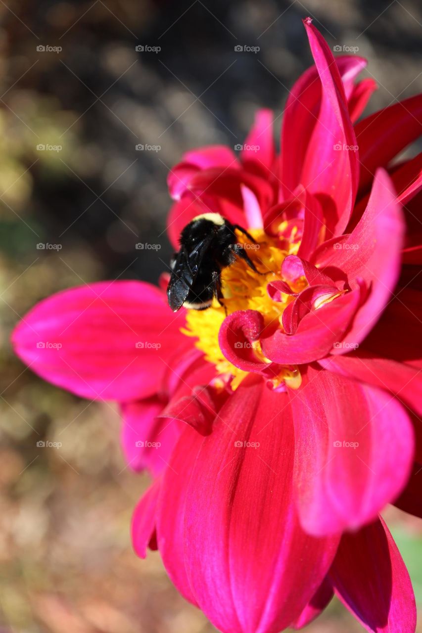 Bumble bee on a flower