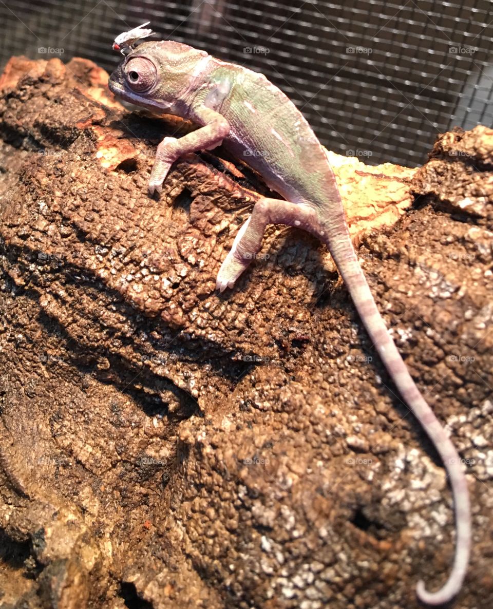Baby chameleon 