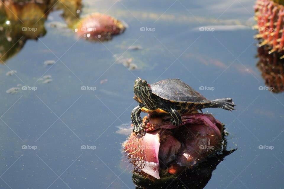Turtle