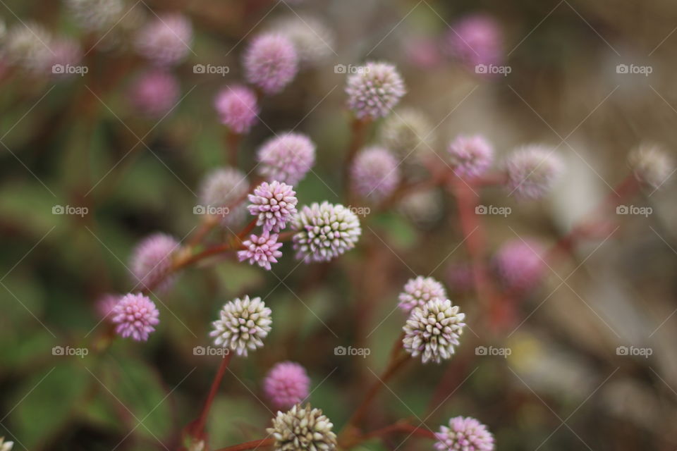 Purple flower buds