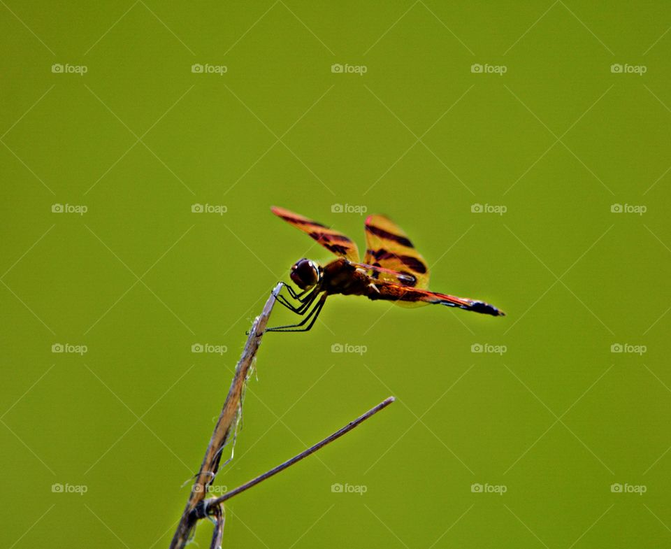 A colorful dragonfly attaches itself to the top of plant 