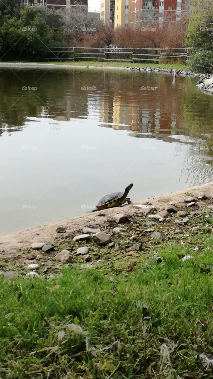 turtle taking sun