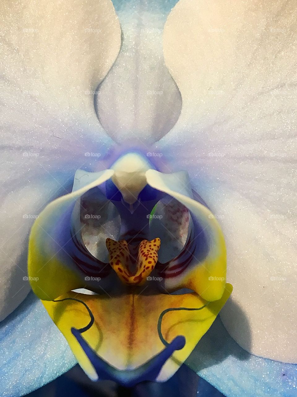 Orquídea 