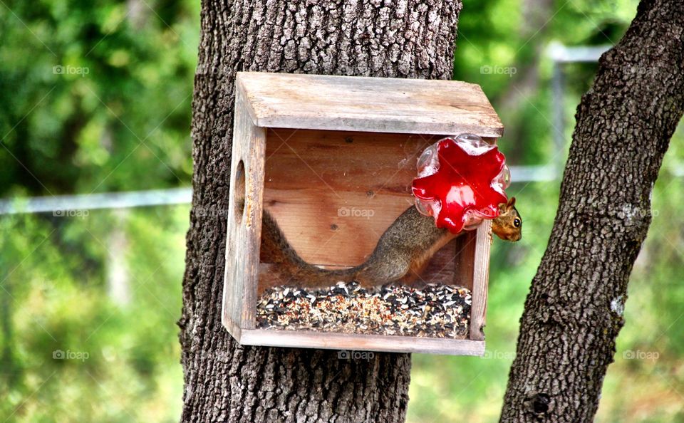 Young Squirrel Hanging Out