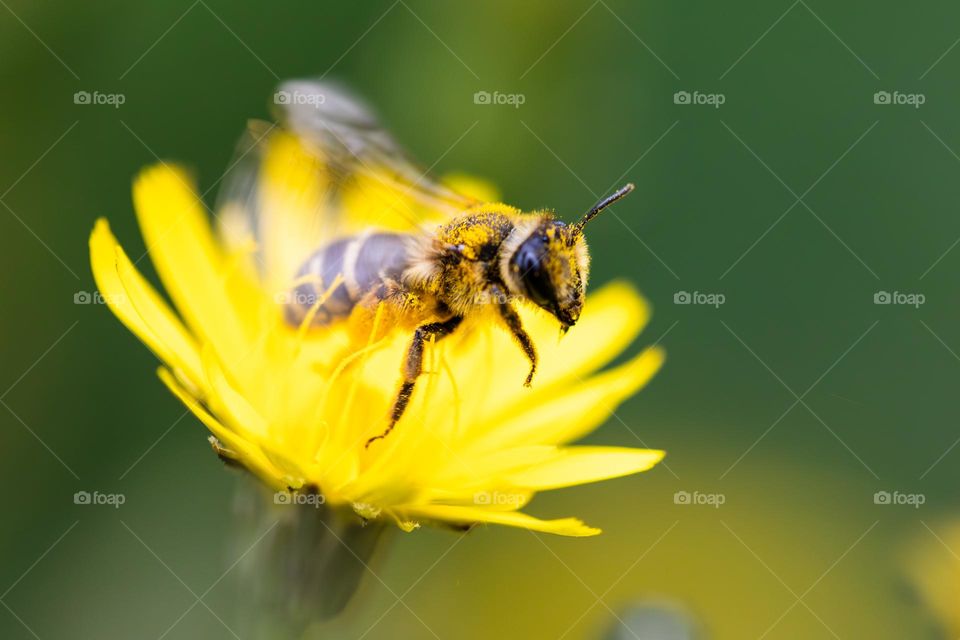 a macro portrait of a bee lifting of from a yellow flower after collecting its pollen and fly away.