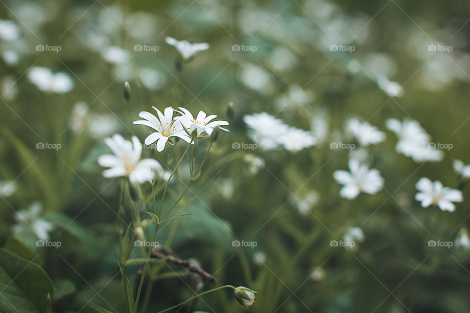 field with daisies