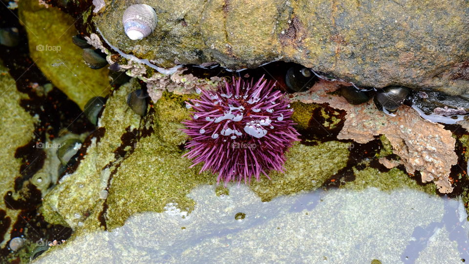 Algae on rocks adorned with shells and purple sea urchin