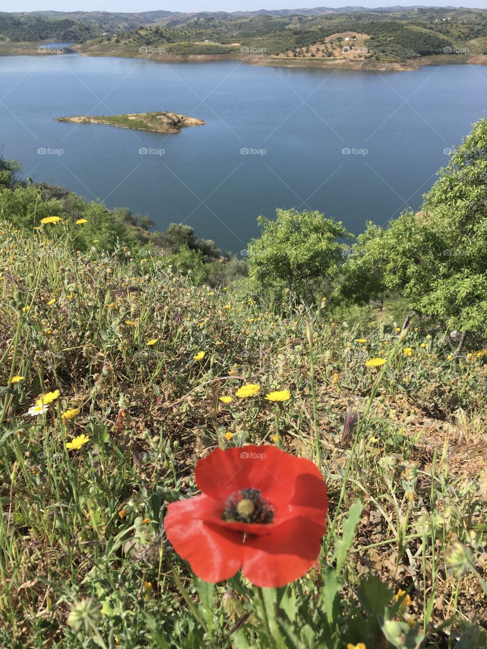 Natural landscape with poppy 