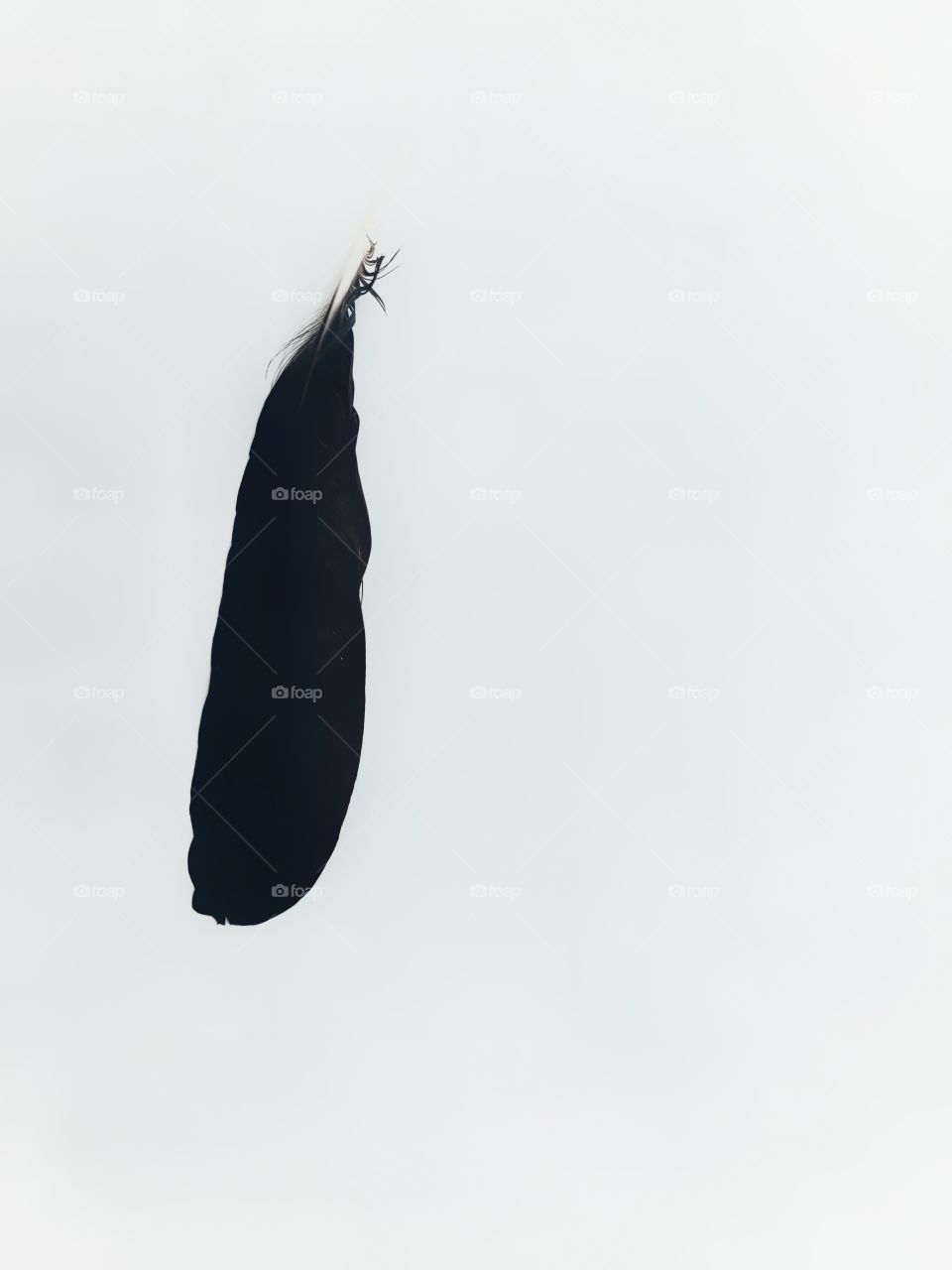 A beautiful feather in a white background