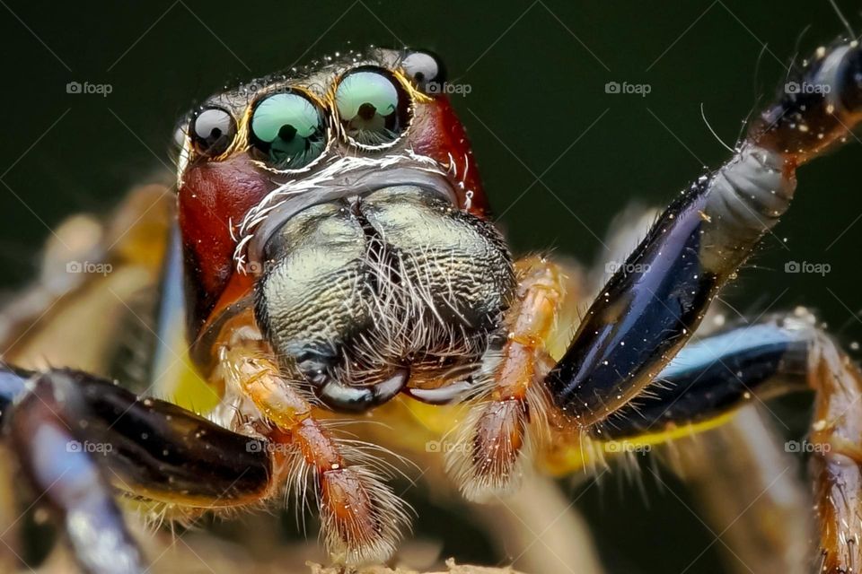 jumping spider