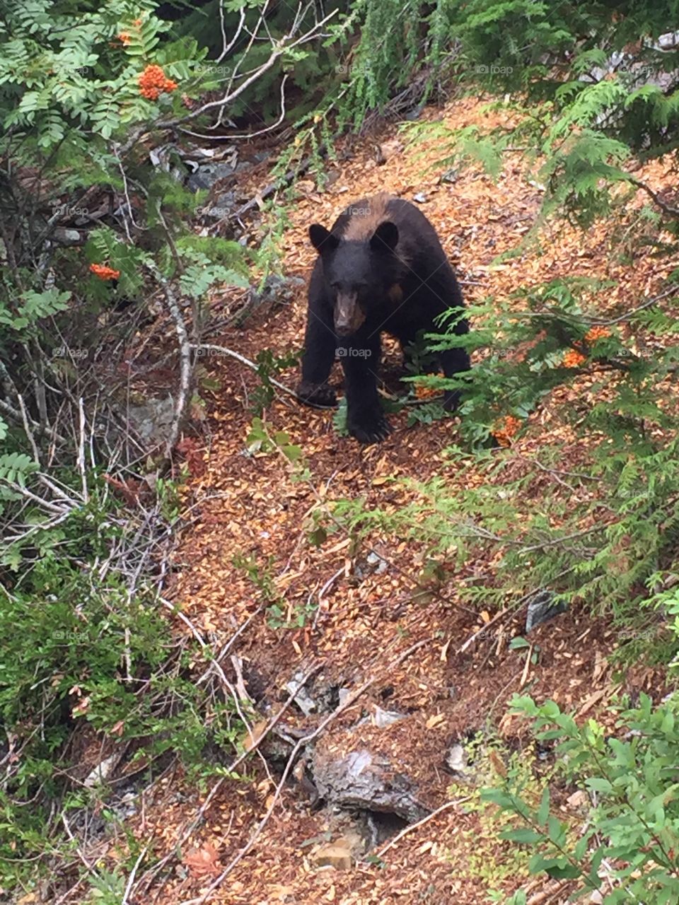 Black bear cub with brown striped back comes down from hiding to eat berries off trail in Nitka Lake Whistler, British Columbia 