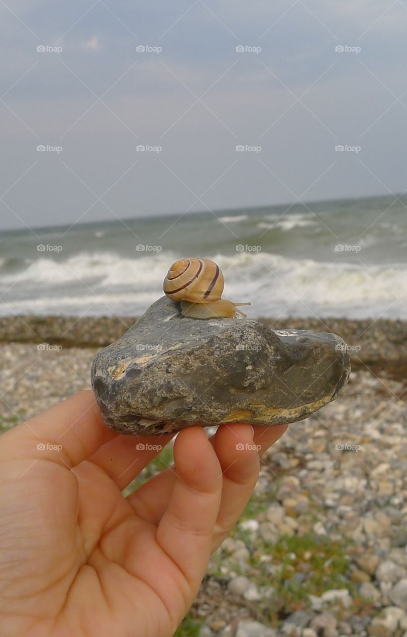 Schnecke Stein wasser