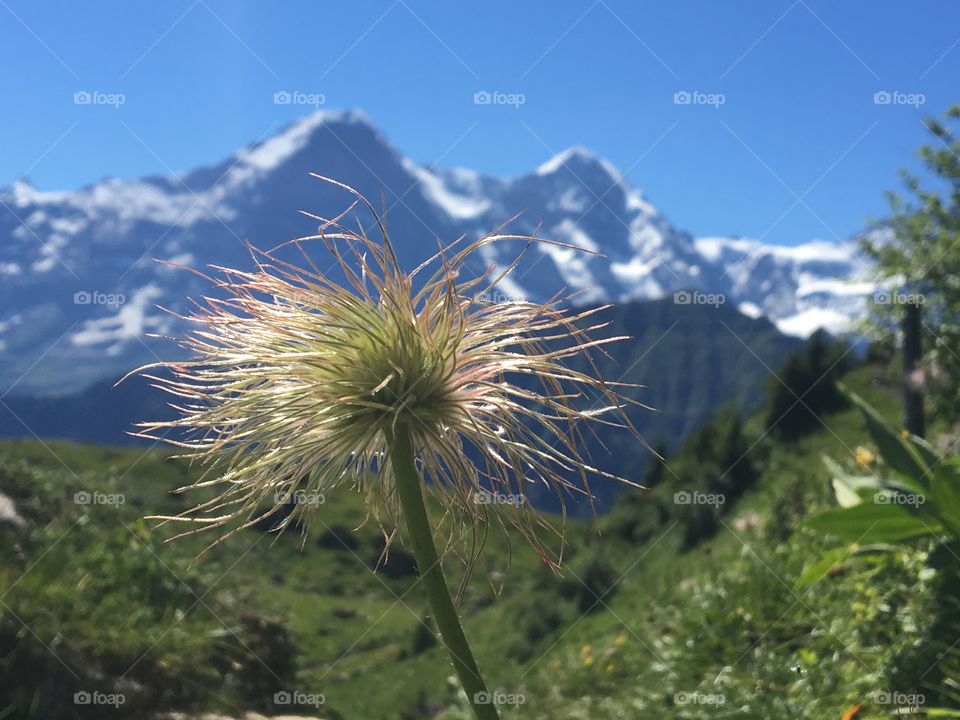 Alpine bloom