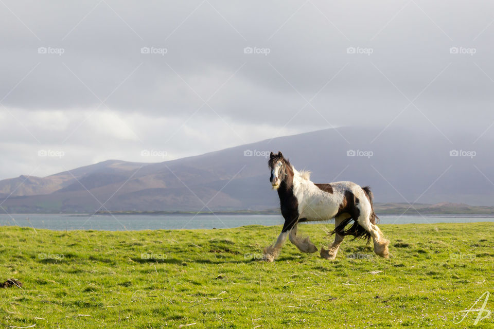 A brown and white horse trots in front of mountains in Kerry, Ireland at golden hour
