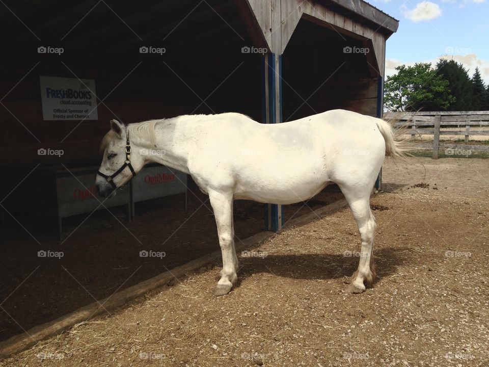 Frosty - the blind rescue horse