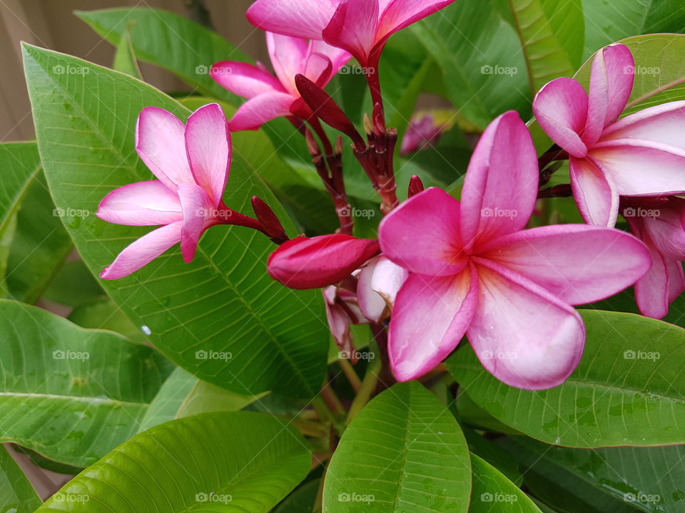 pink frangipanis