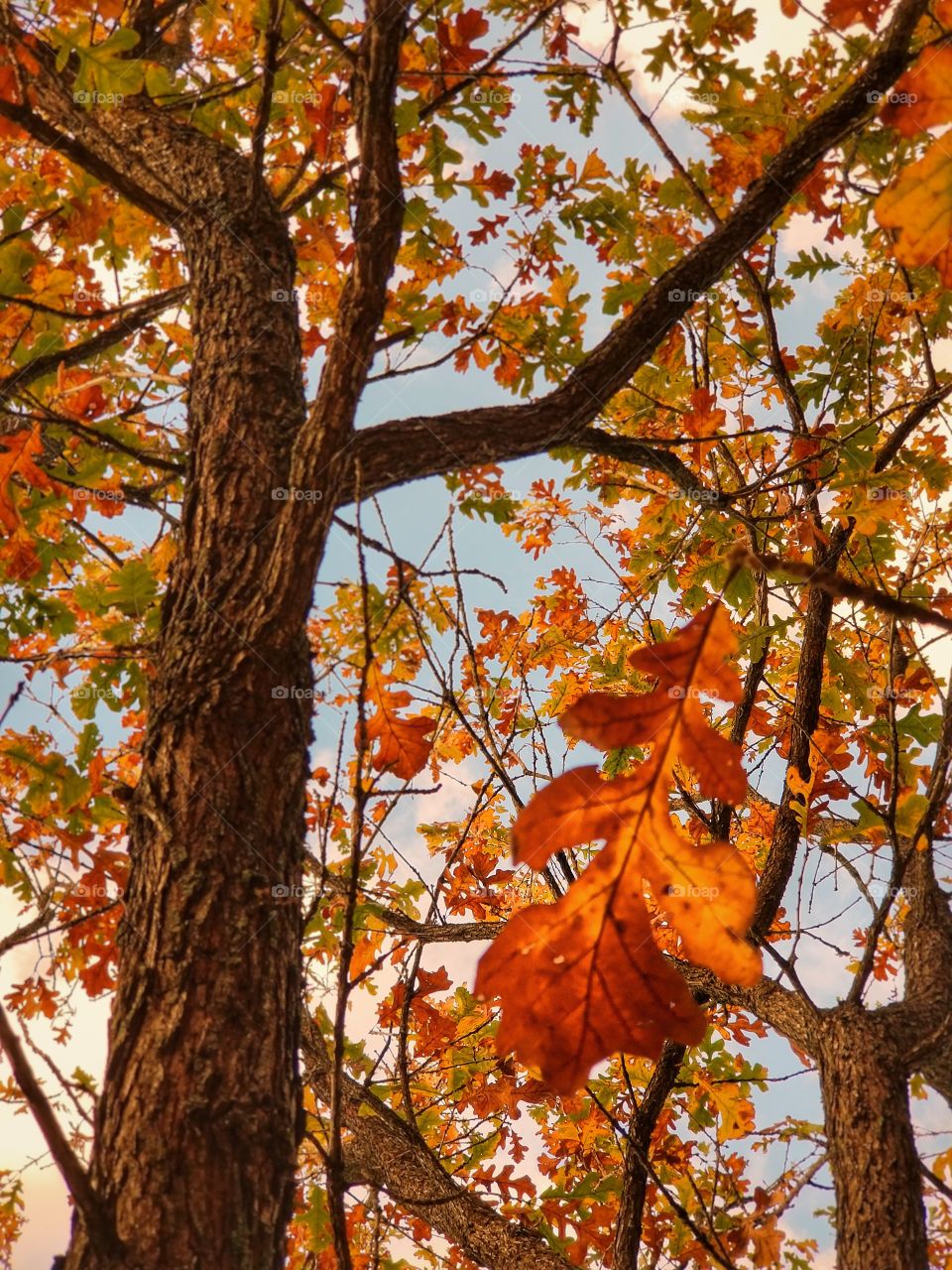 Fall Oak Leaves in a Tree Up Close