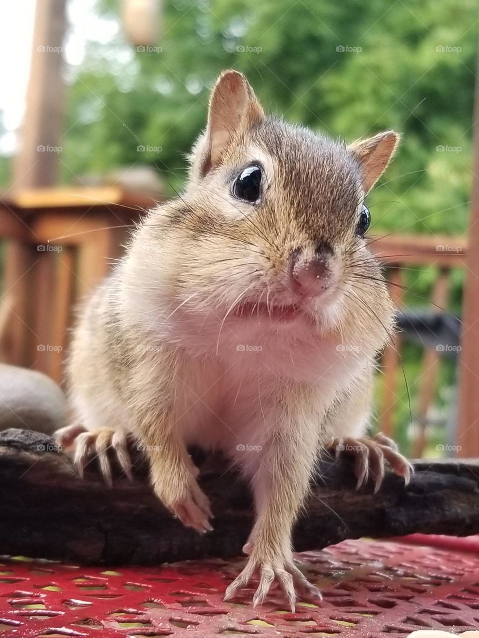 Excuse Me ~ Do You Have Any Peanuts?