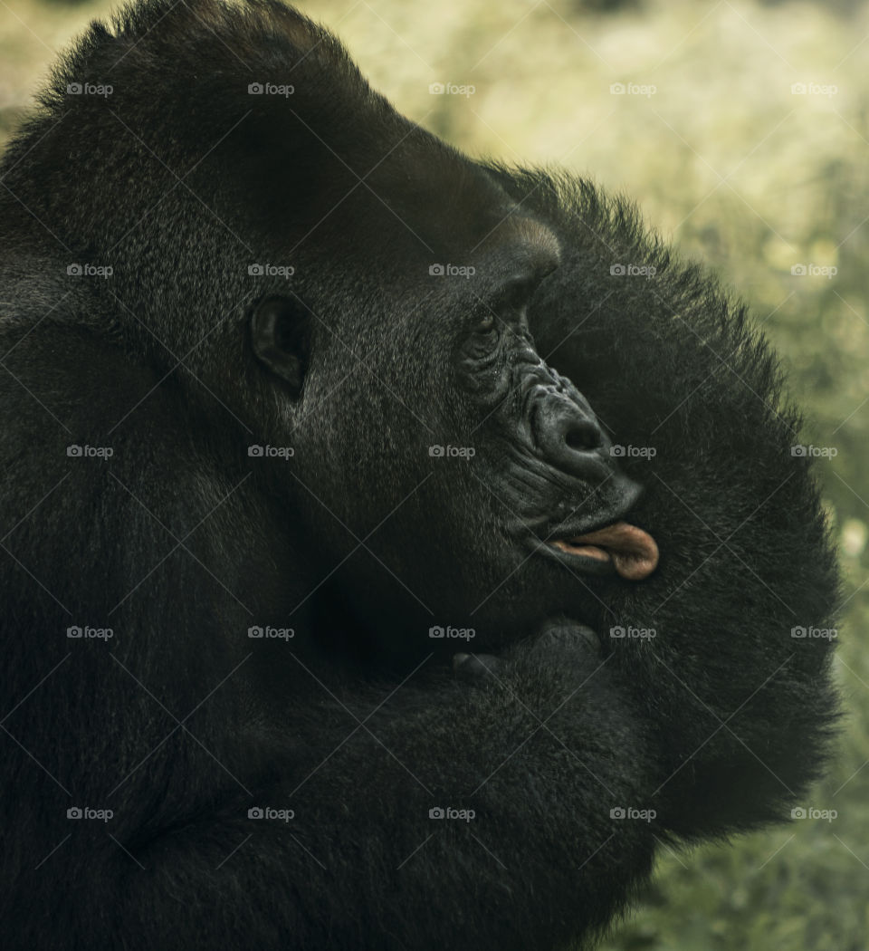 gorilla