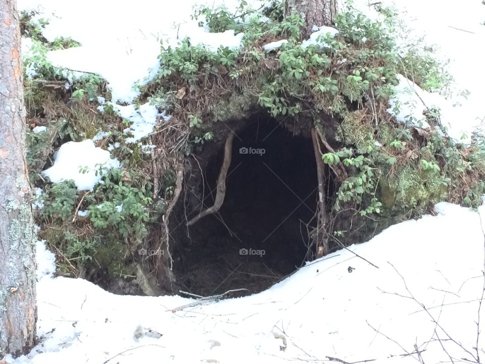 Bear nest