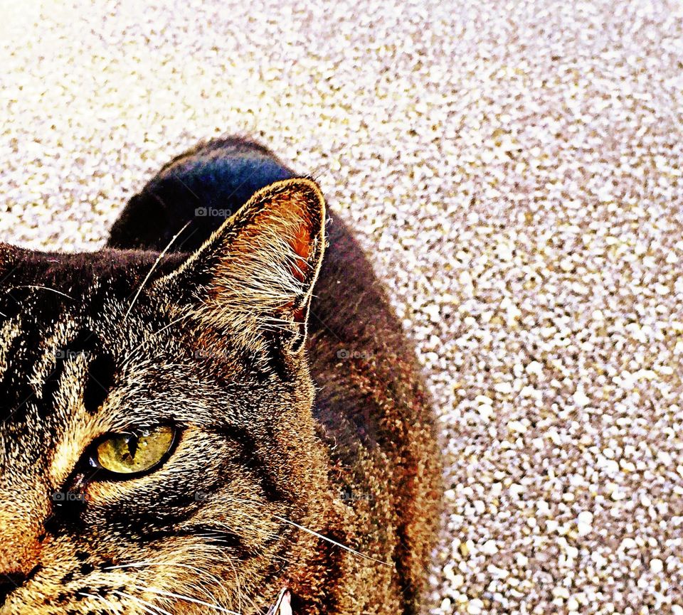 Cat in the golden hour. Cat in the sweet light of the golden hour.