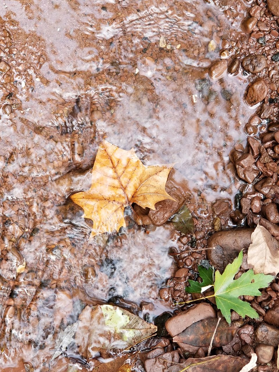 fall leaves floating in creek