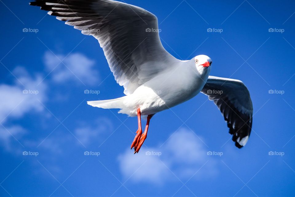 Just a pic of a flying bird in a really blue sky