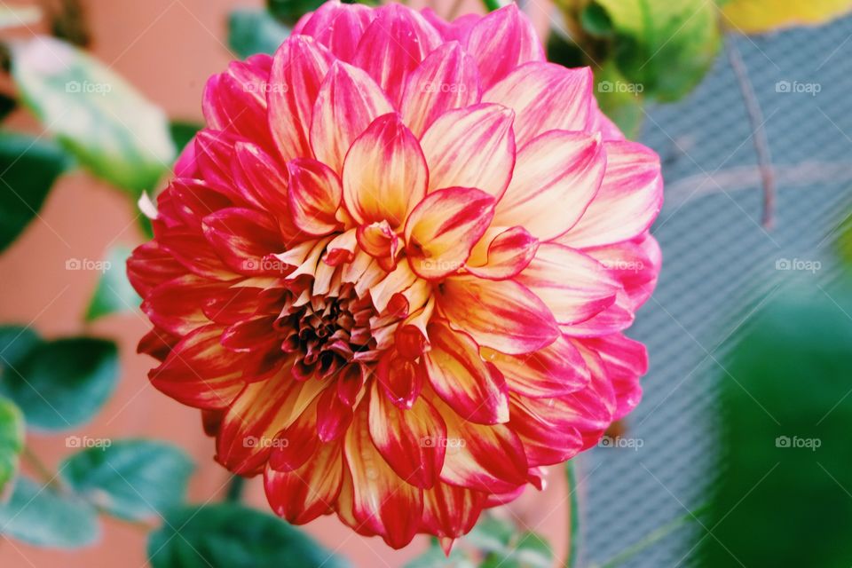 Flower, Nature, Flora, Leaf, Summer