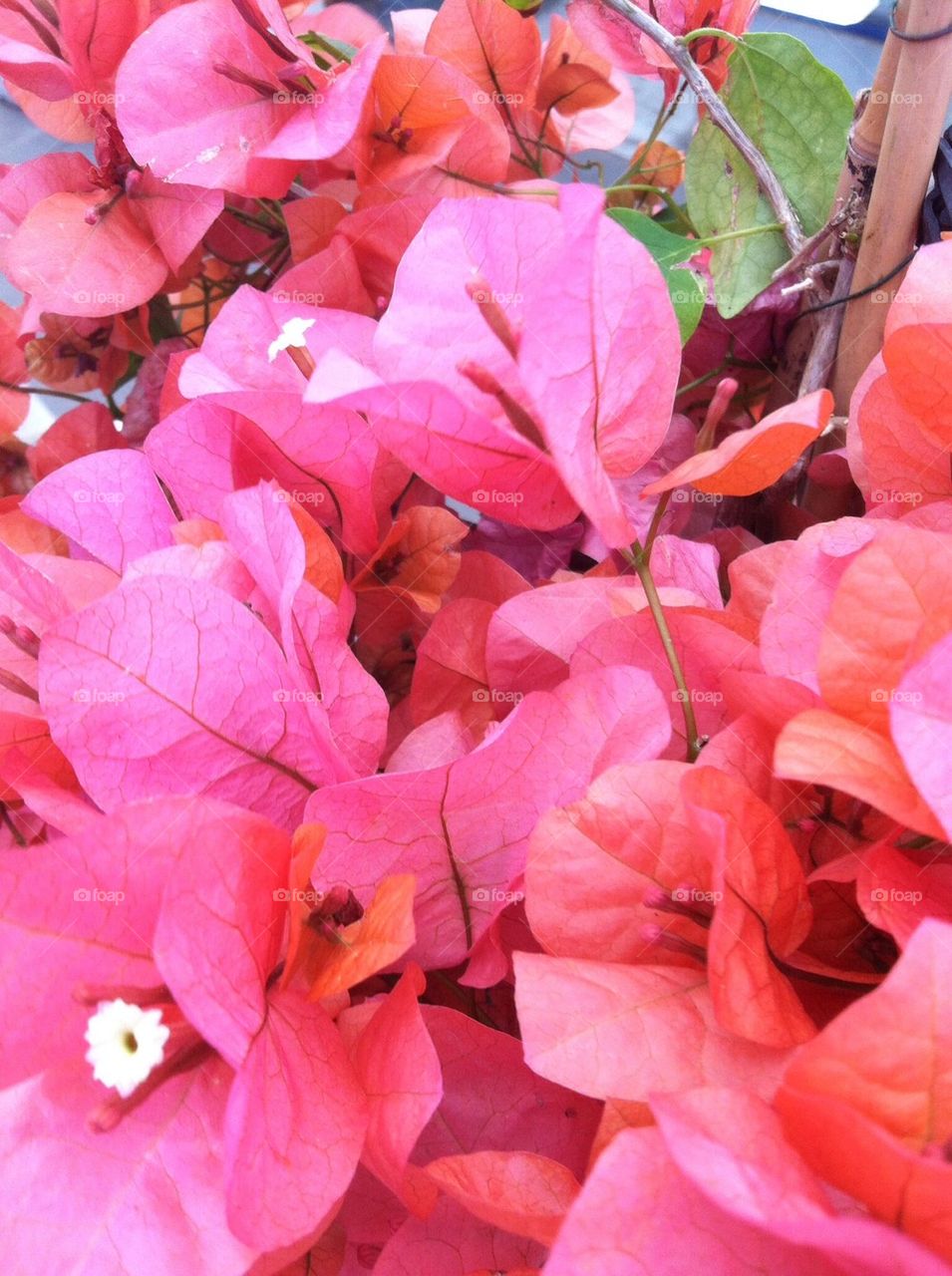 Boginvis Plant, pink, floral, Floral