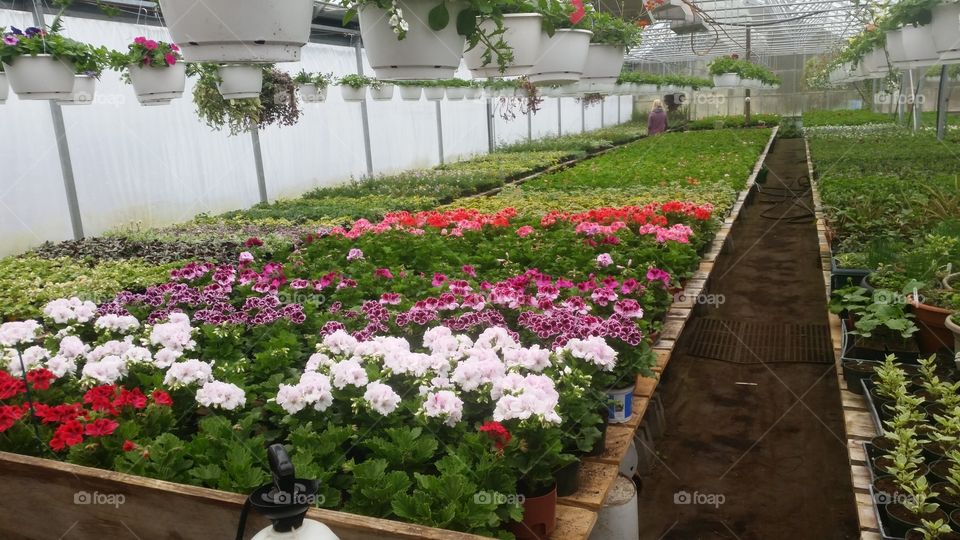 flowers in Greenhouse