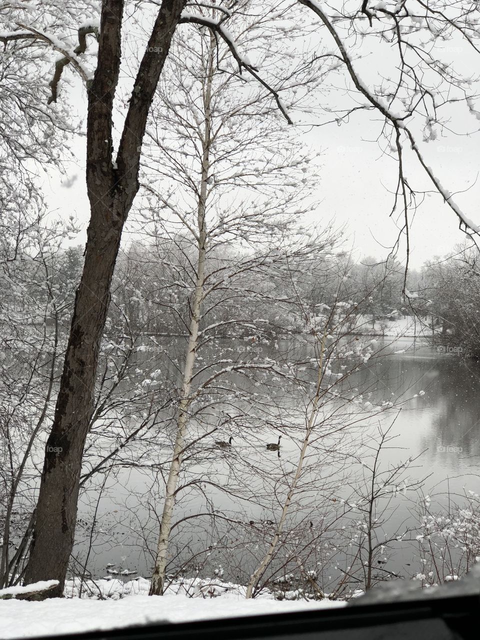 Ducks swim leisurely across the river as snowflakes gain momentum in this magical Winter Wonderland in Roger Williams Park in Rhode Island, during surprise Spring snowstorm (April 2018.) A thick layer of mist and fog created poor visibility.