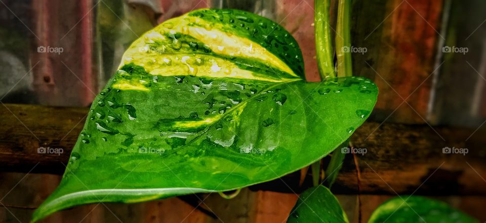 Water drops on beautiful green money plant leaves