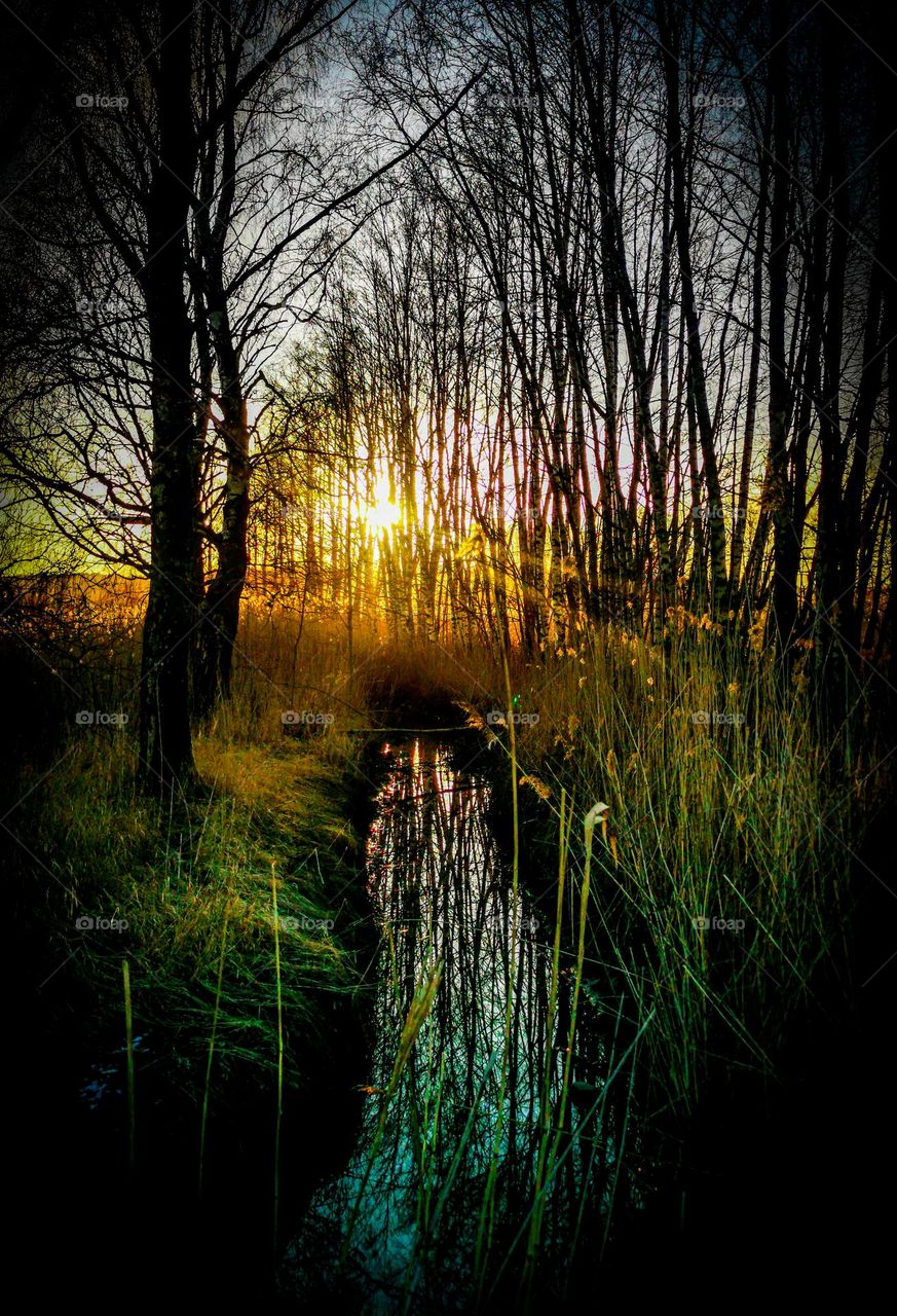 Springtime in the forest .
Sun by the river into the trees,like a sunset.
Powerful and epic.
Peace and Quite.
The birds are singing.
life is best into the forest .