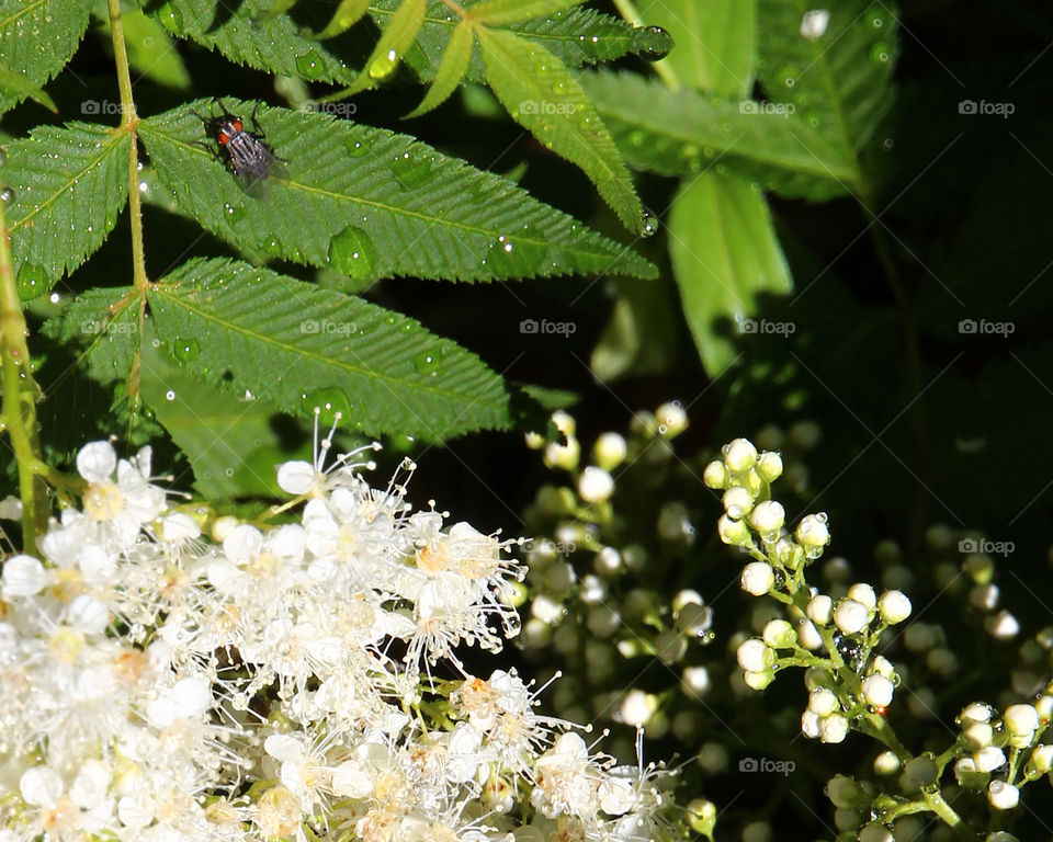 Colorado Sumac plant with big on leaf 