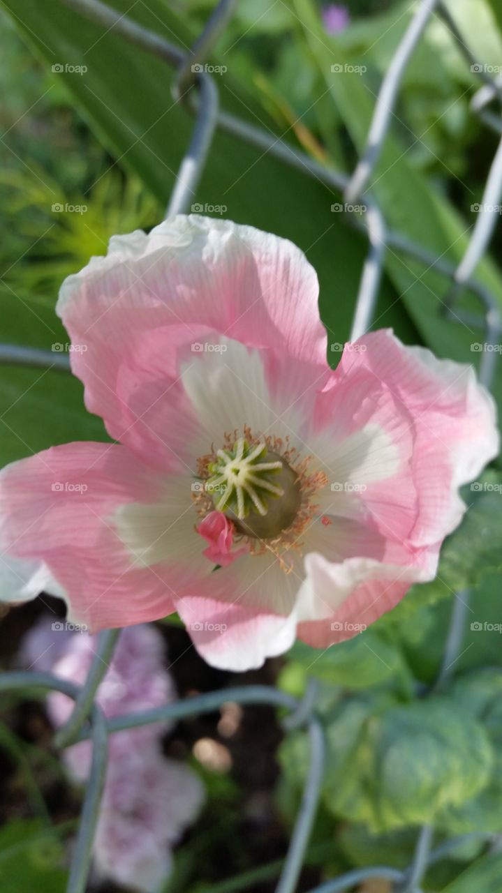 my poppys pink& white. Hardy Annual comes back on its own