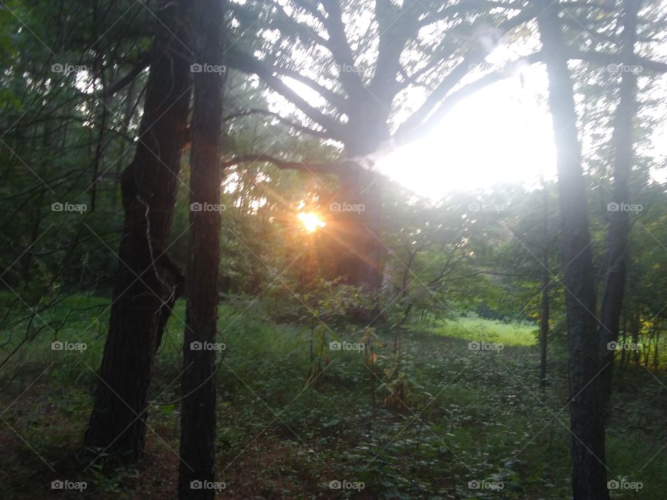 a southern sun setting behind the tree line!