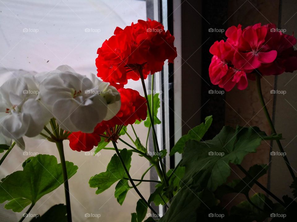Flowers by the window