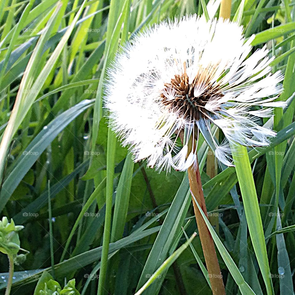 Dandelion head in grass after rain 
