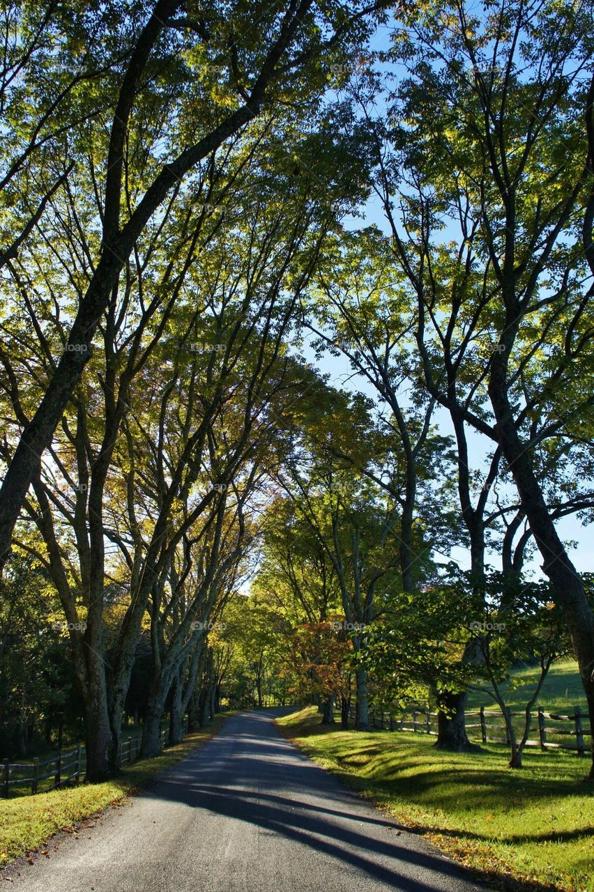 Empty road through trees