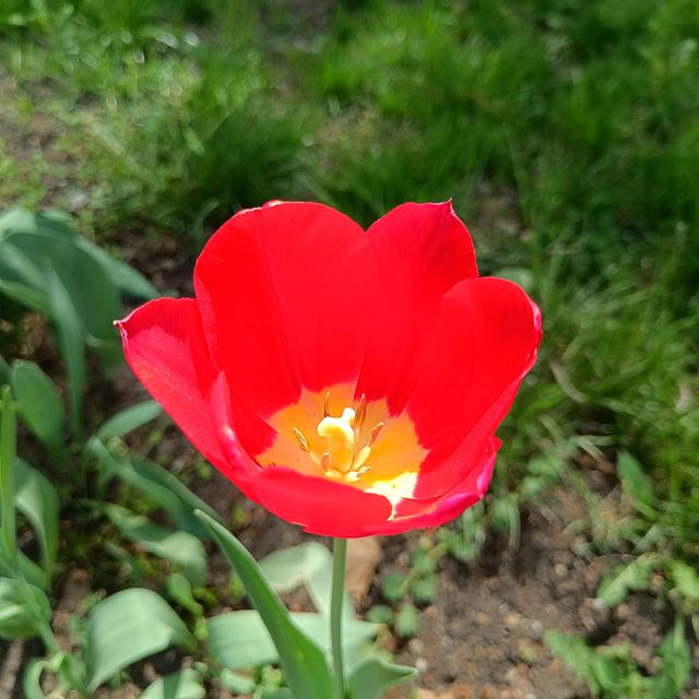 red tulip
