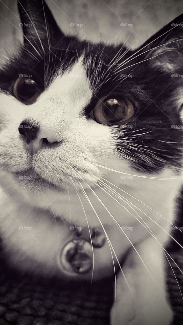 Close up portrait of black and white cat in monochrome but with eyes remaining coloured