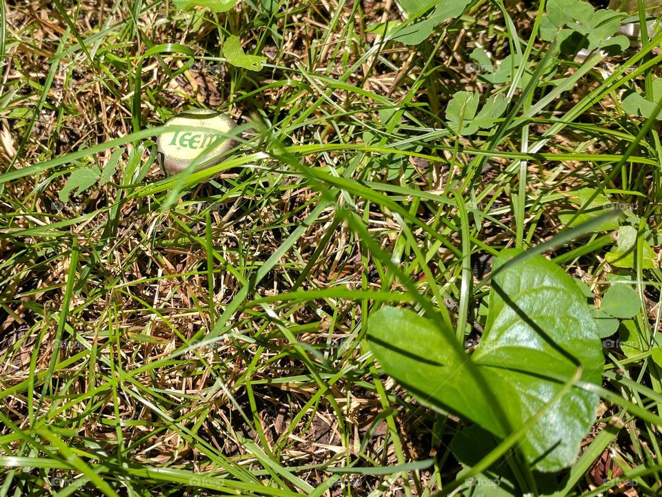 Green color story