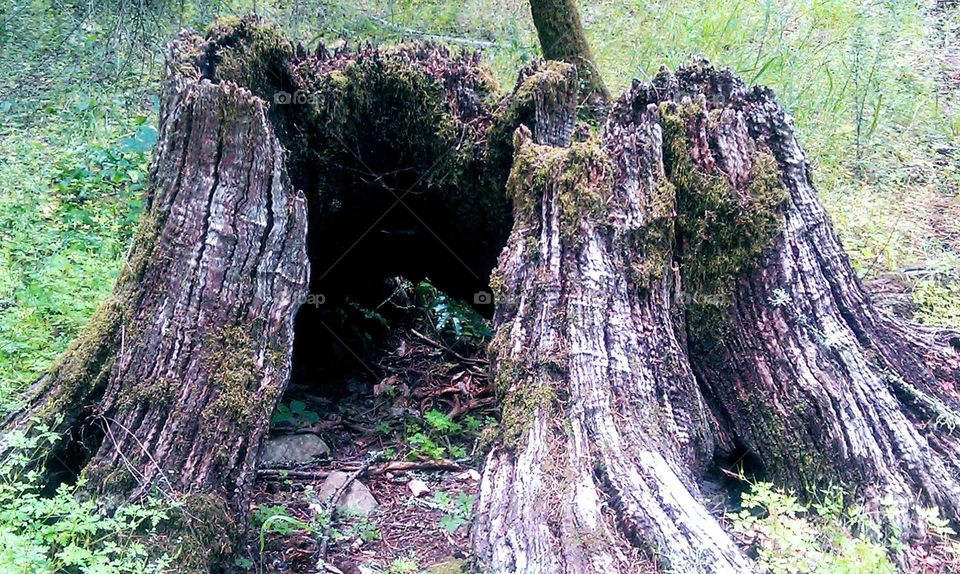 Tree Stump