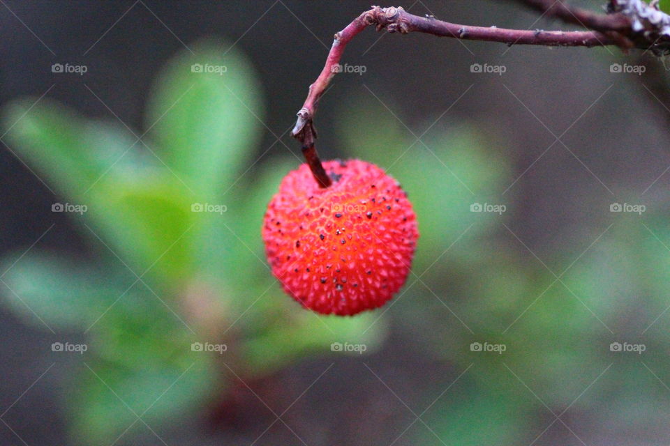 strawberry tree close up