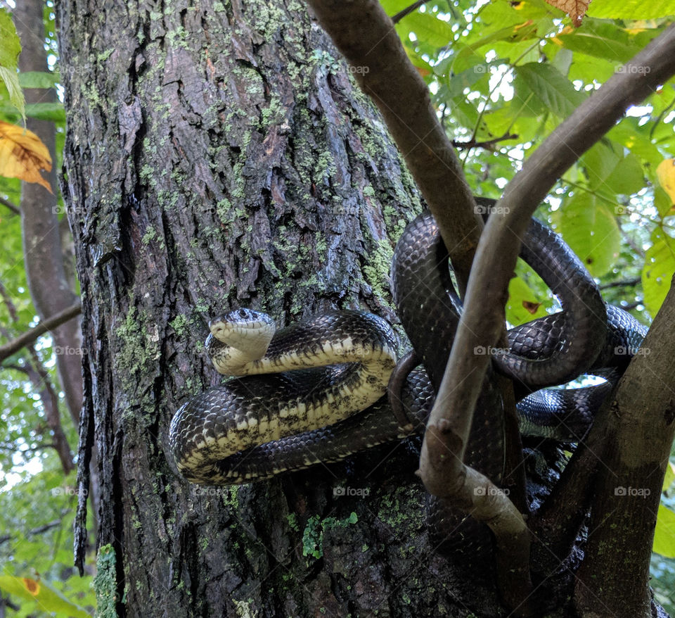 snake in a tree